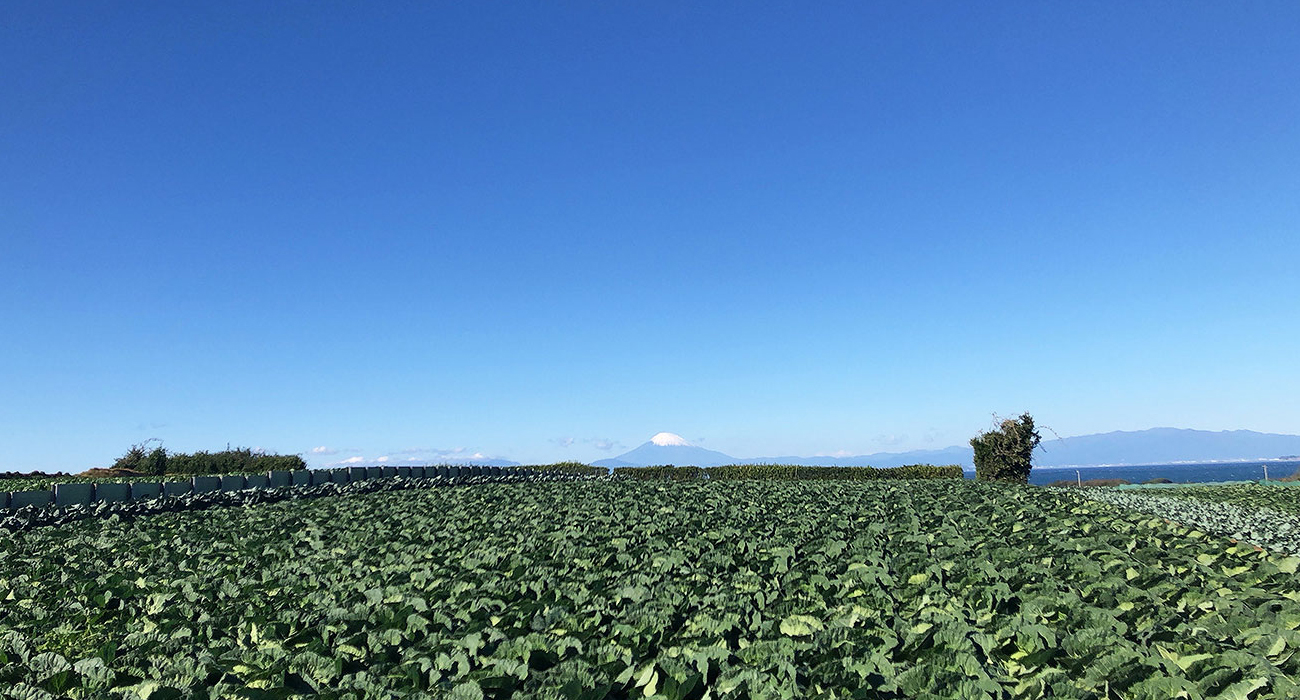 三浦半島 畑